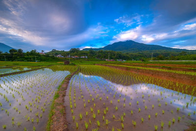 Scenic view of agricultural field against sky