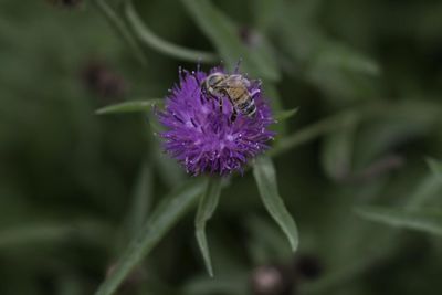 Close-up of purple thistle blooming outdoors