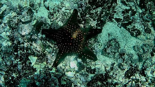 Close-up high angle view of starfish