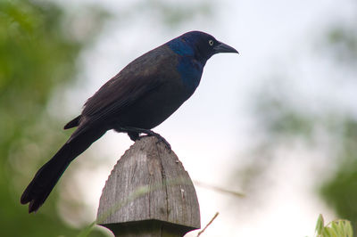 Close-up of bird perching on wood