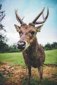 Portrait of deer standing on field