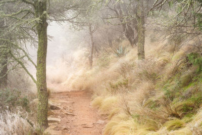Trees growing in forest