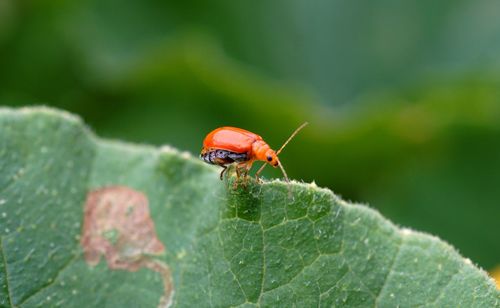 Close-up of beetle on leaf