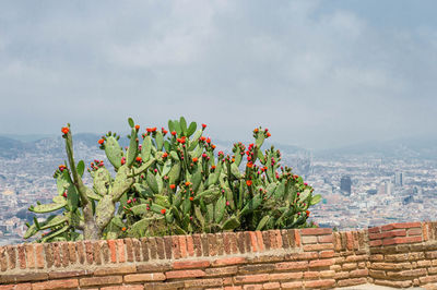 Cacti against cityscape