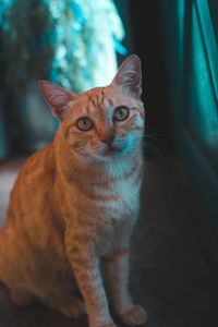 Portrait of cat sitting on floor