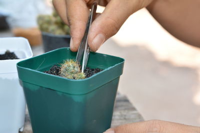 Cropped hand of person holding cactus