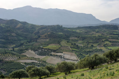 Scenic view of agricultural field and mountains against sky