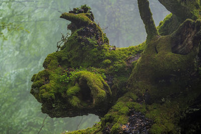 Close-up of moss growing on rock