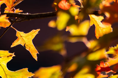 Close-up of yellow maple leaves