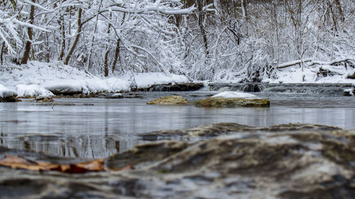 Frozen lake by trees during winter