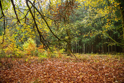 Trees growing in forest during autumn