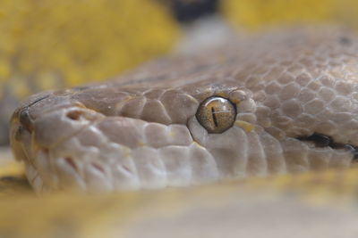 Close-up of snake