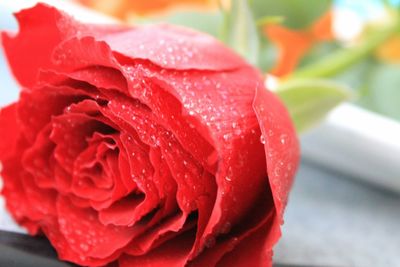 Close-up of wet red rose