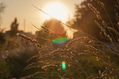 Close-up of plants growing on field against sky during sunset