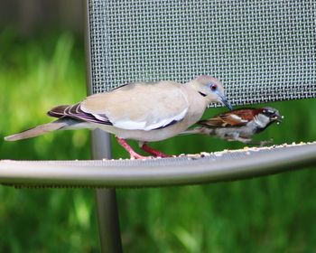 Close-up of birds perching on metal