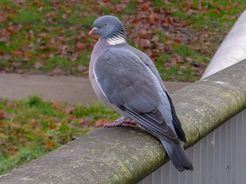 Close-up of pigeon perching on wood