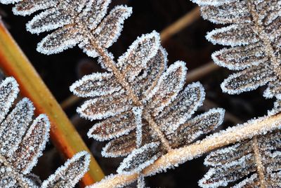 Close-up of snow on plant during winter