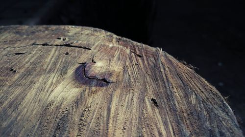 Close-up of tree stump