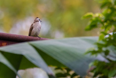 Close-up of bird perching on plant