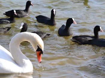 Ducks floating on lake