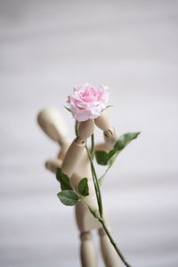 Close-up of pink rose flower and figurine