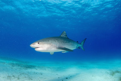 Close encounter of a tiger shark at tiger beach grand bahamas