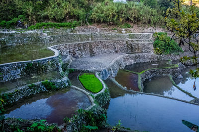 High angle view of water flowing through plants