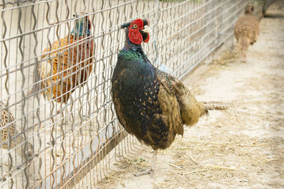 Ringneck pheasant phasianus colchicus in the poultry yard. how to breed and incubate pheasants.