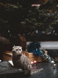 Cat scottish fold in illuminated christmas tree