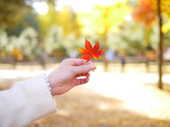 Close-up of hand holding maple leaf