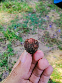 Close-up of hand holding strawberries
