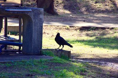 Bird perching on a field