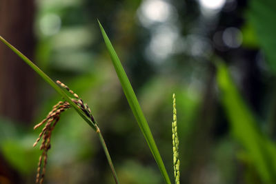 Close-up of crops on field