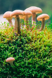 Close-up of mushroom growing on field