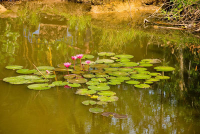 Lotus water lily in lake