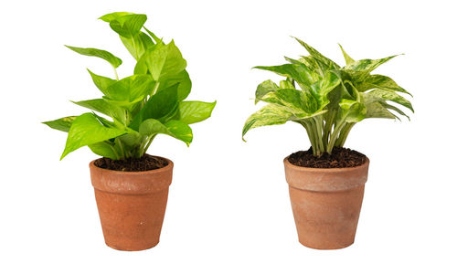 Close-up of potted plant against white background