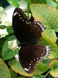 Close-up of butterfly pollinating flower