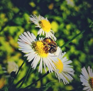Close-up of bee on white flower