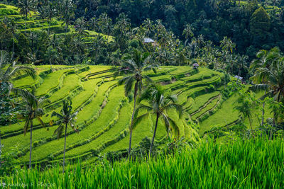 Scenic view of rice field