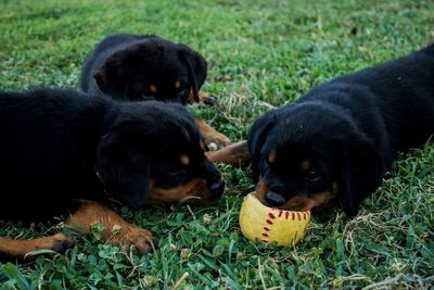 Close-up of puppy on grass