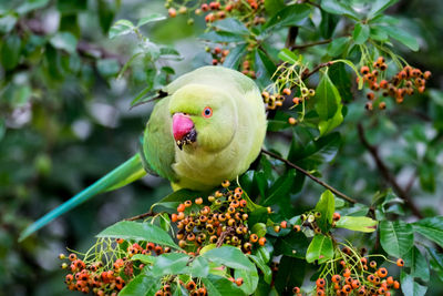 Close-up of bird perching on tree