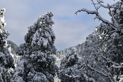 Low angle view of snow covered trees against sky