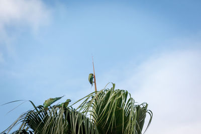 Low angle view of insect on plant against sky