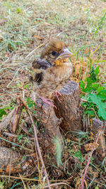 High angle view of bird on field