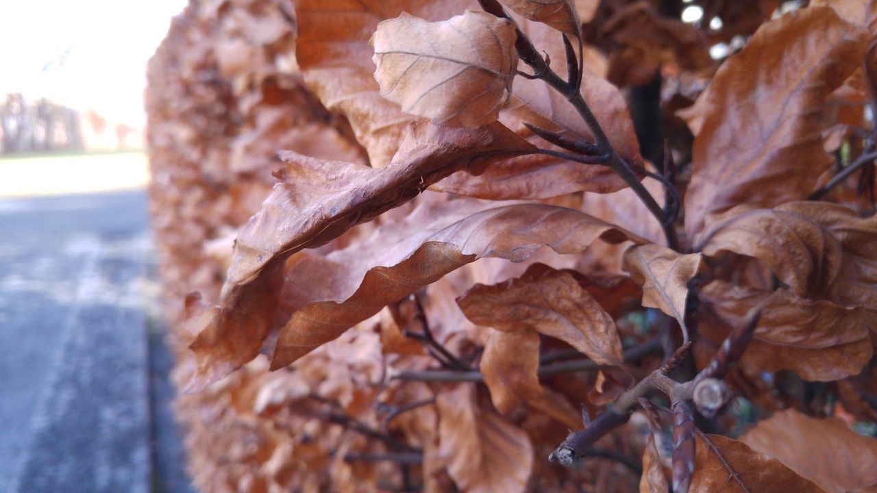 leaf, close-up, dry, autumn, focus on foreground, leaf vein, leaves, season, change, natural pattern, nature, brown, selective focus, tree, day, no people, textured, fragility, natural condition, growth