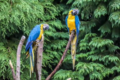 Close-up of blue parrot perching on tree