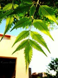 Close-up of leaf on tree trunk