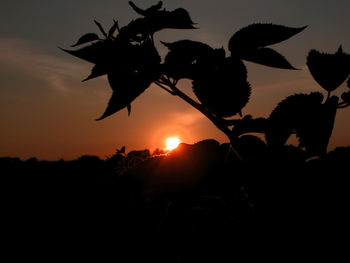 Silhouette leaves against sky during sunset