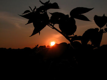 Close-up of silhouette flowers against sunset