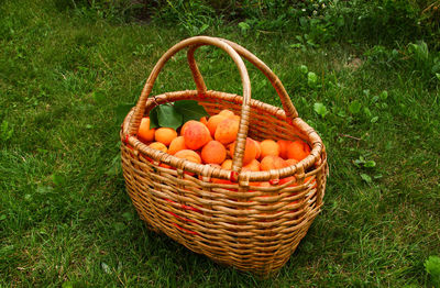 High angle view of apples in basket